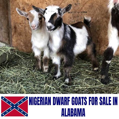 After 8 weeks all bucks will be wethered (neutered) and will <strong>sell</strong> for $175. . Nigerian dwarf goats for sale in alabama